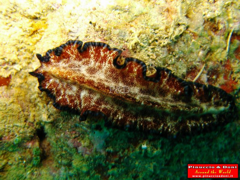 Papua Immersioni (Kavieng-New Hannover) - 24.jpg